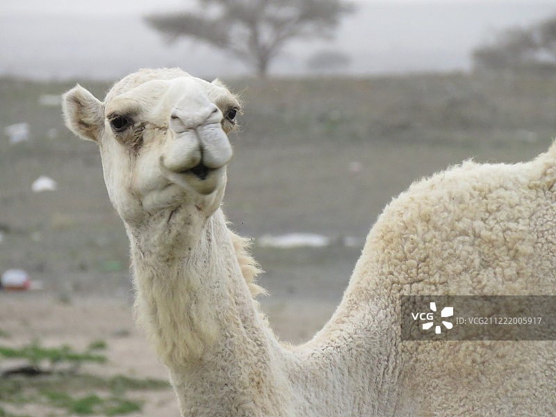 天真的眼神图片素材