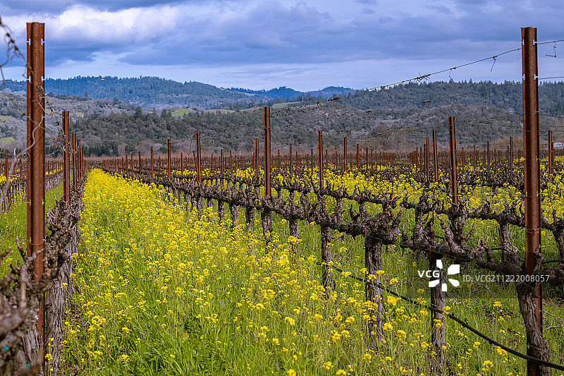 纳帕谷芥末图片素材