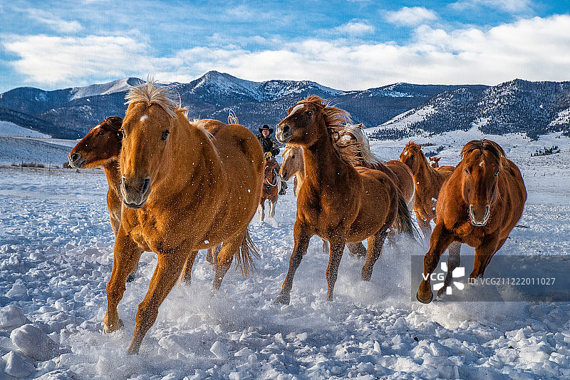 冬季的马图片素材