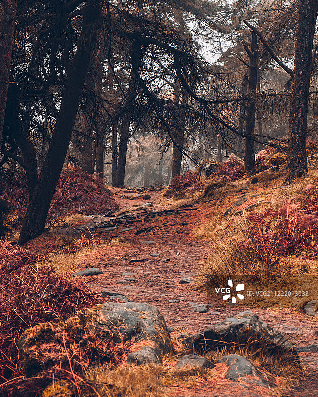 魔法森林图片素材