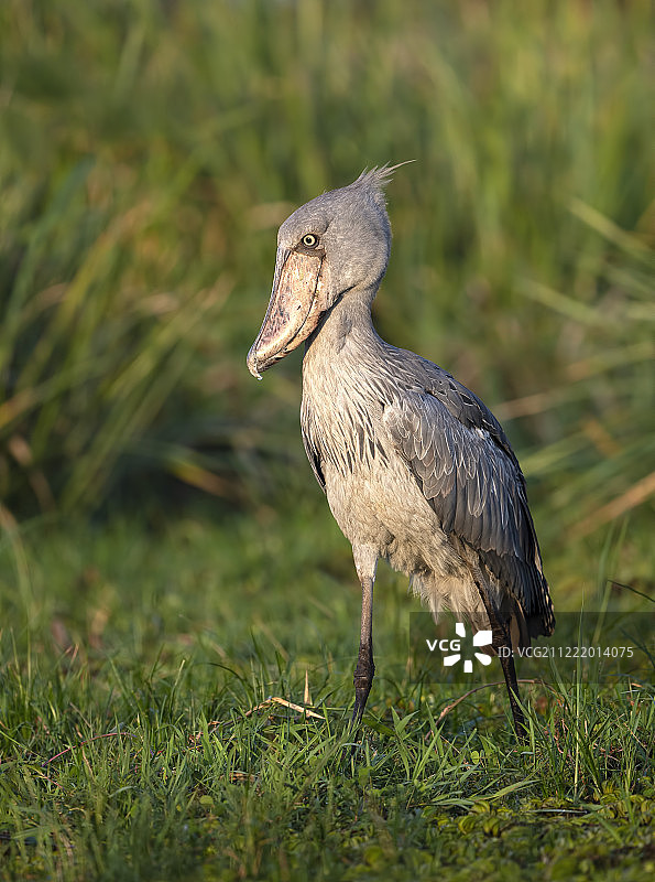 鲸头鹳图片素材