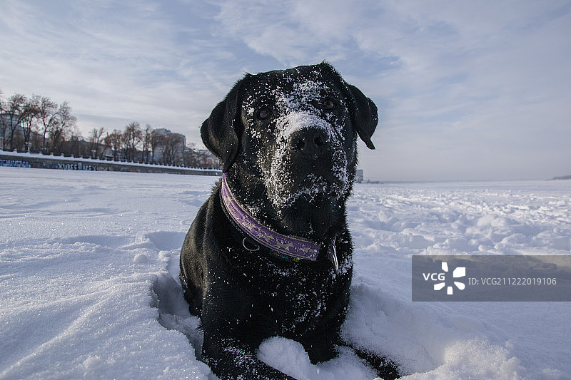 雪地犬图片素材