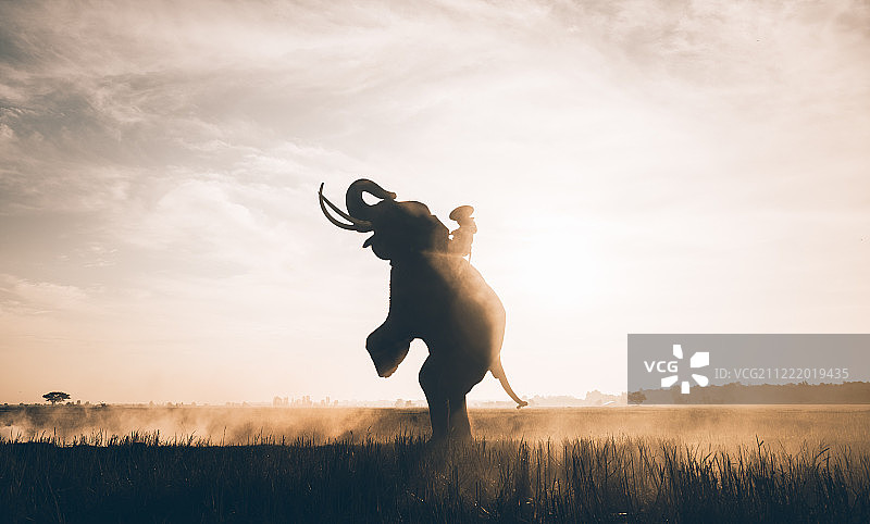 泰国农民在稻田中劳作图片素材