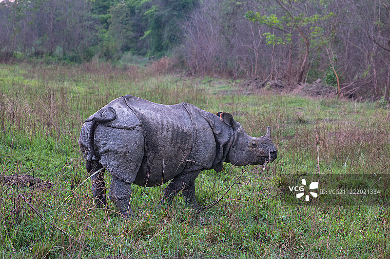 犀牛排尿图片素材