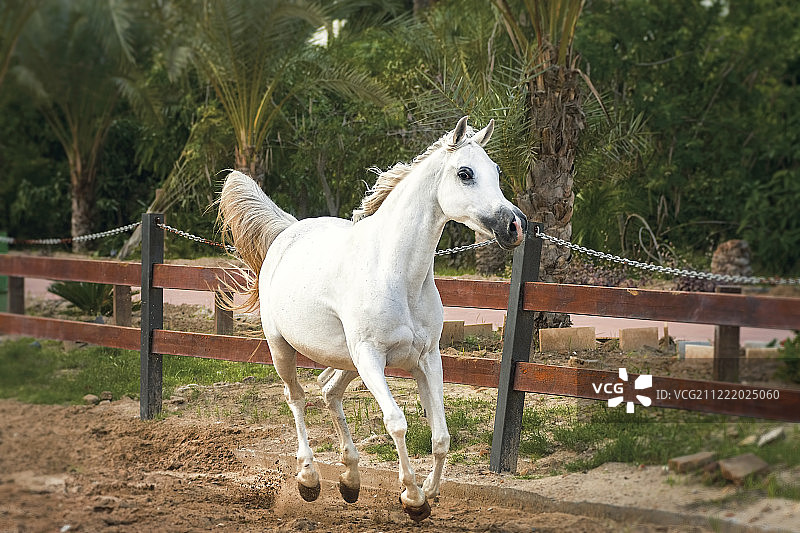 阿拉伯马图片素材