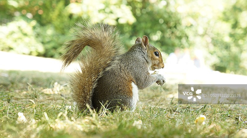 草地上松鼠的特写图片素材