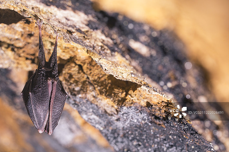 沉睡中的小蝙蝠特写图片素材