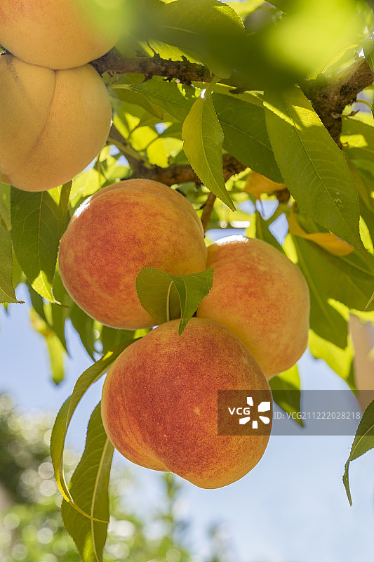 果园里树枝上生长的成熟甜桃图片素材
