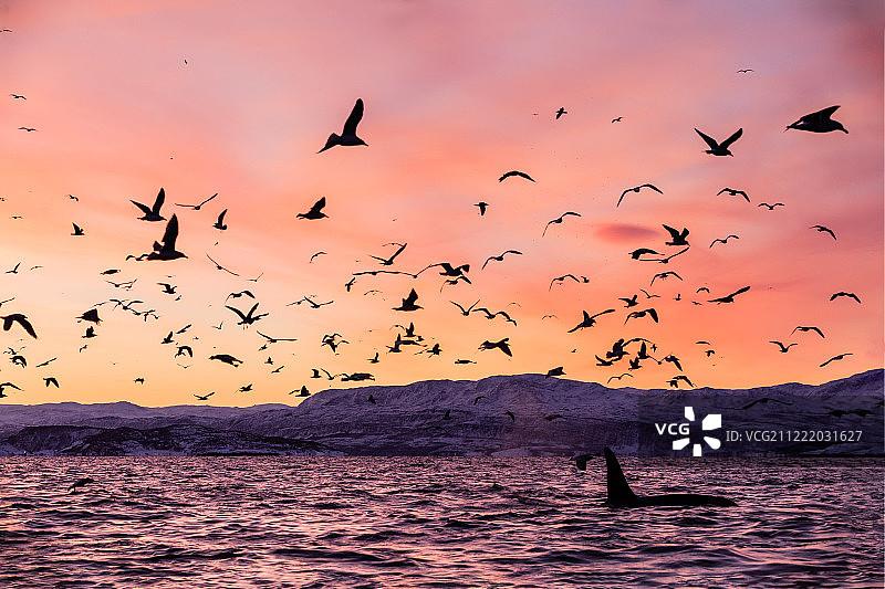 日出时的虎鲸图片素材