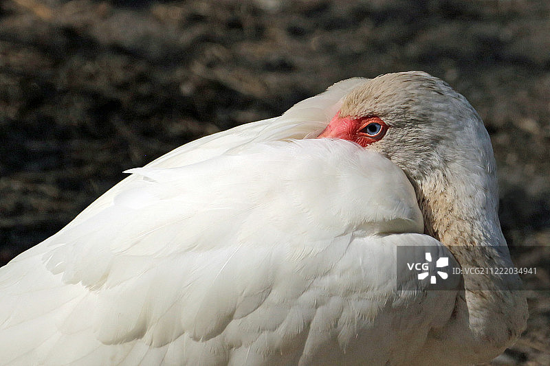 宜必思图片素材