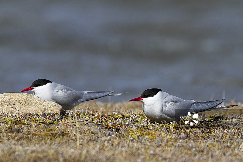 躲在岩石后面的北极燕鸥图片素材