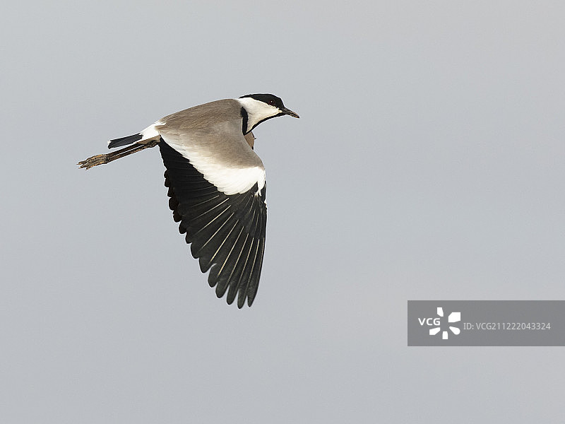 距翅麦鸡图片素材