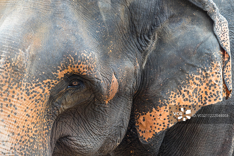 大象特写图片素材