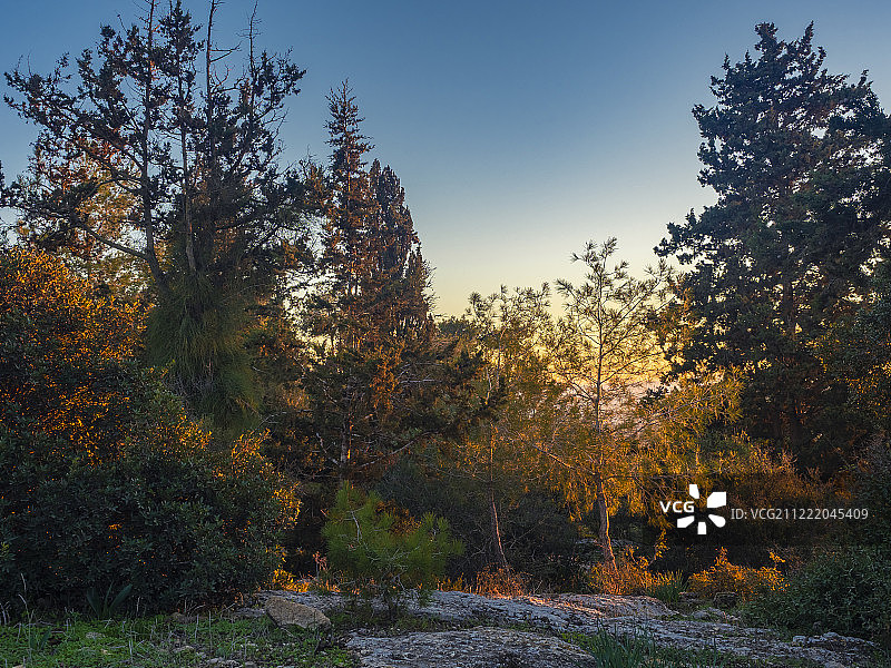 森林日落图片素材