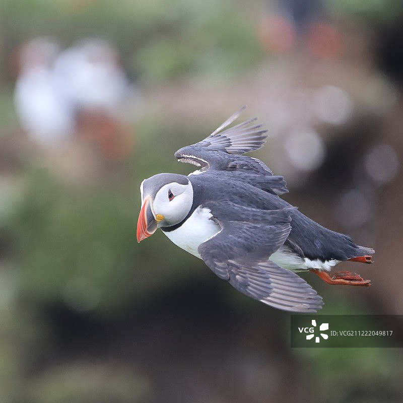 飞翔的海鹦图片素材