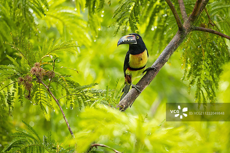 领噪鵎鵼图片素材