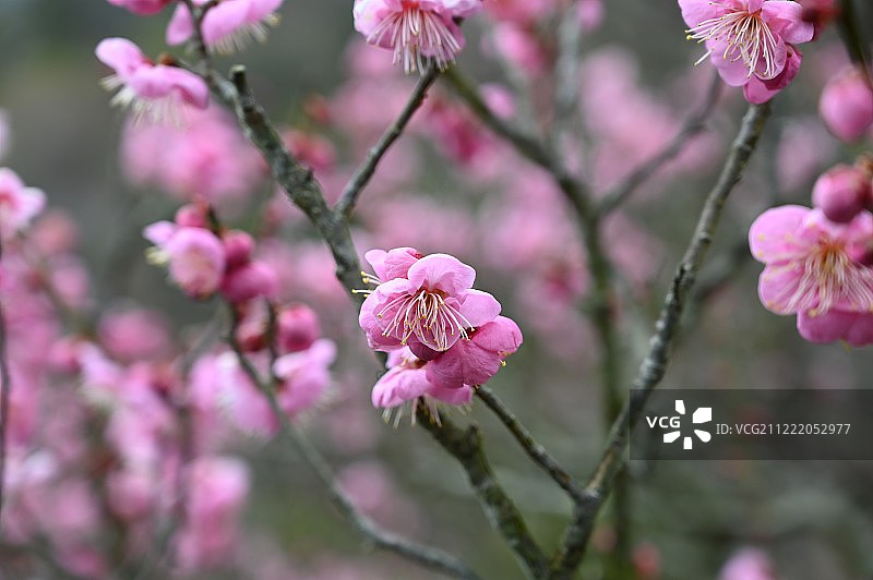 春天的花图片素材