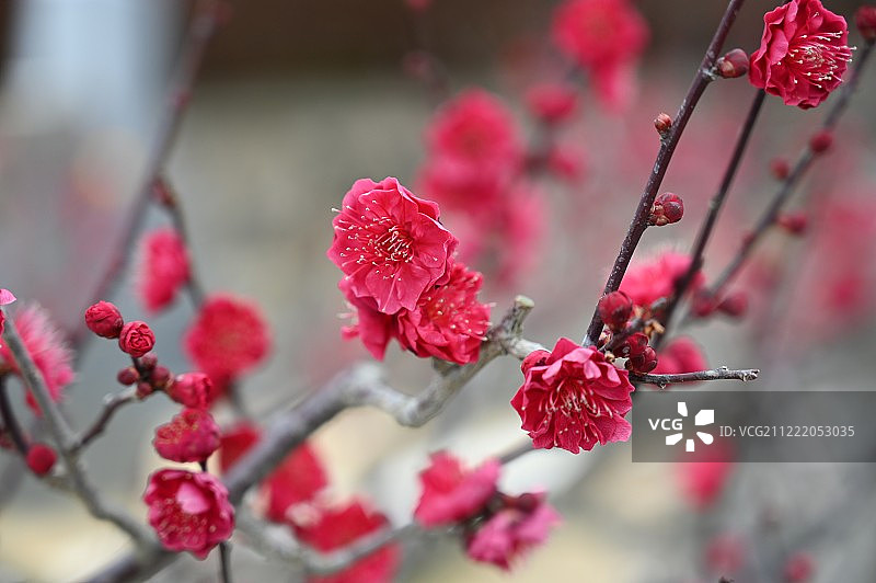 春天来了图片素材