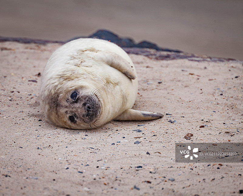 罗本岛的小海豹（第二名）图片素材