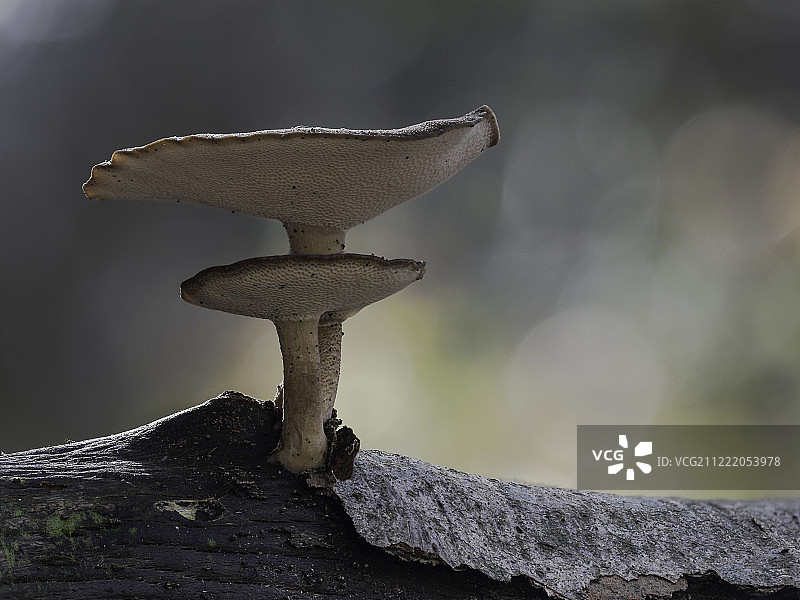 冬季香菇图片素材