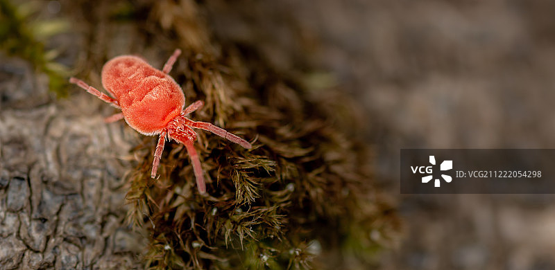 红色天鹅绒螨图片素材