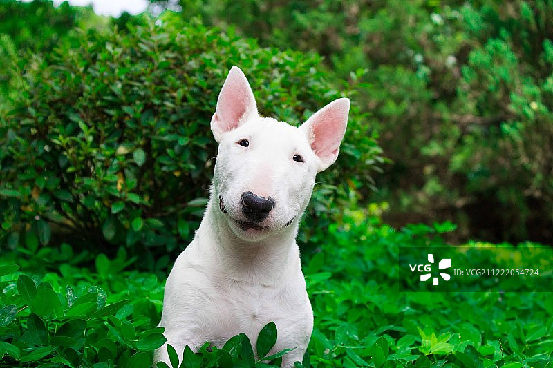 阿纳斯塔西娅图片素材