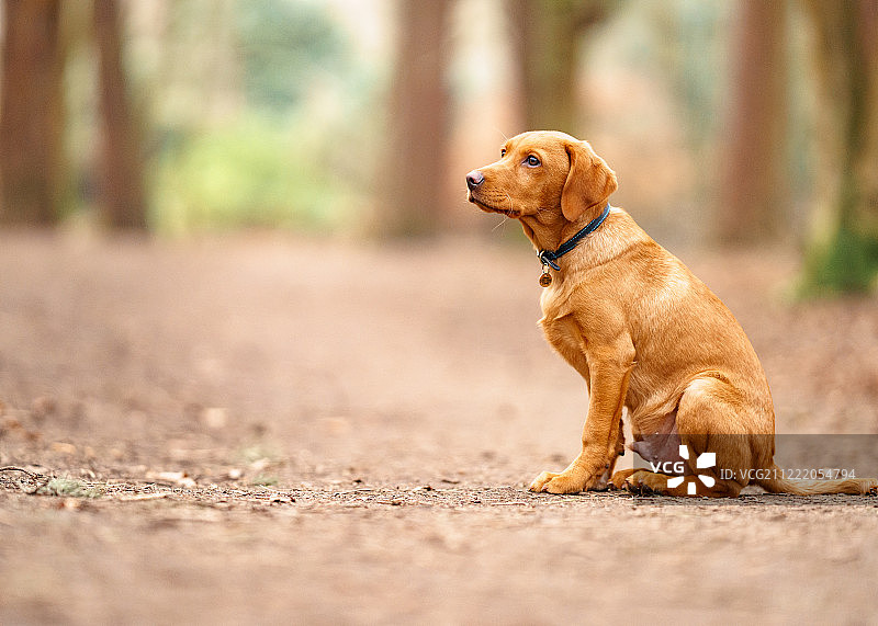 Monty在奥尔德利埃奇图片素材