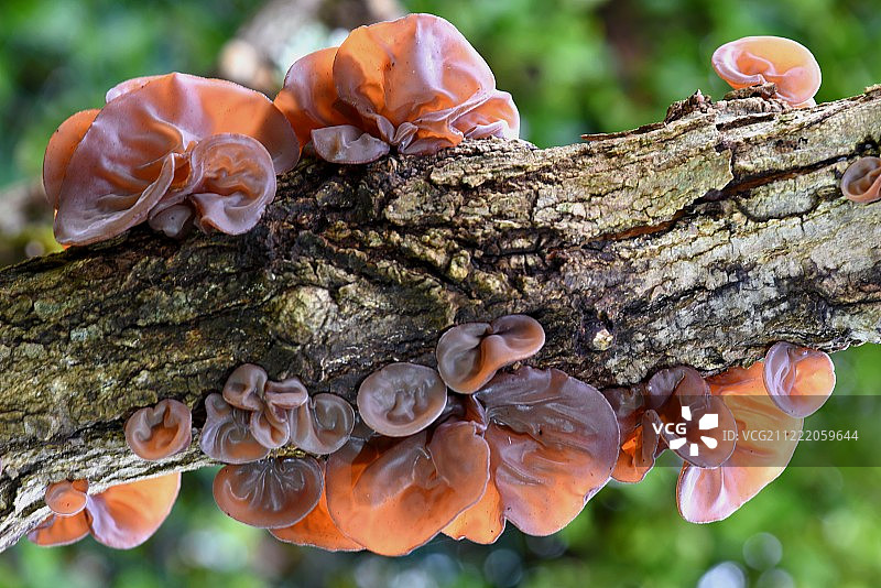 毛木耳图片素材