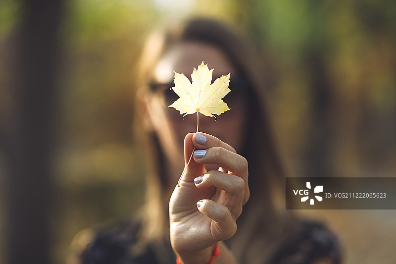 冬日之花图片素材