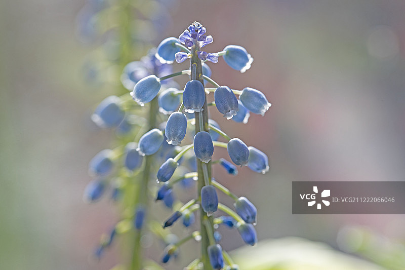 葡萄风信子图片素材