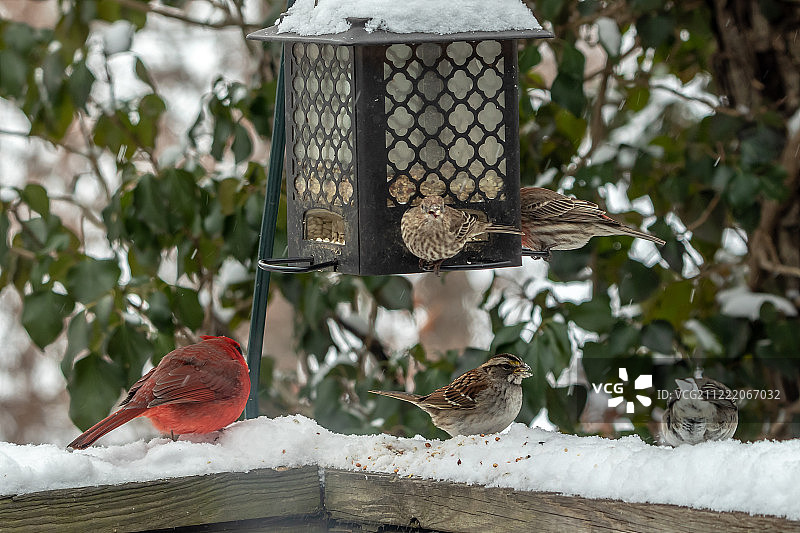 鸟群觅食图片素材