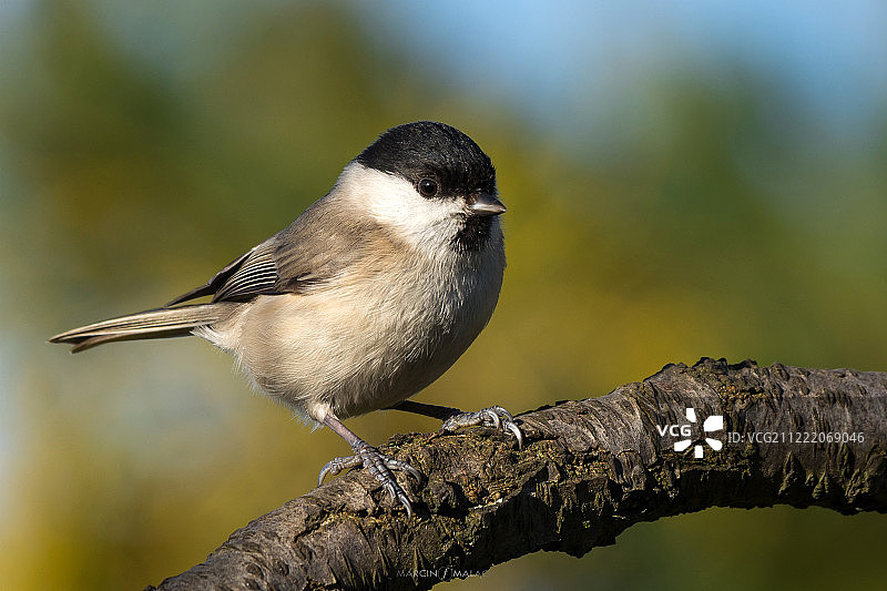 沼泽山雀图片素材