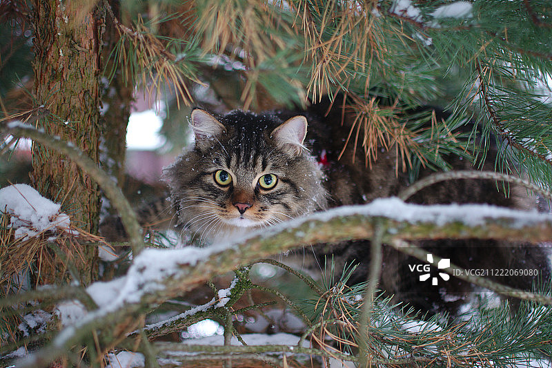 松树中的提莎图片素材