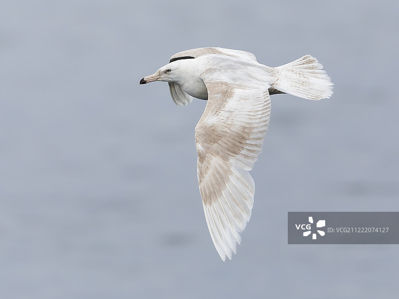 灰翅鸥图片素材