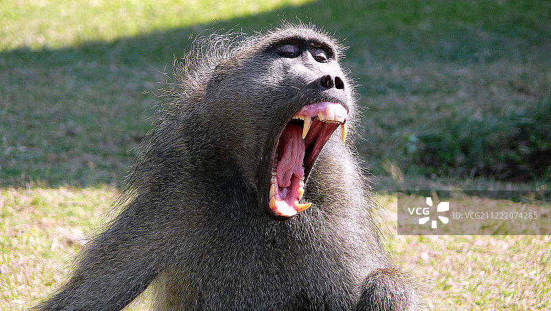 尖叫声（阿拉伯狒狒）图片素材