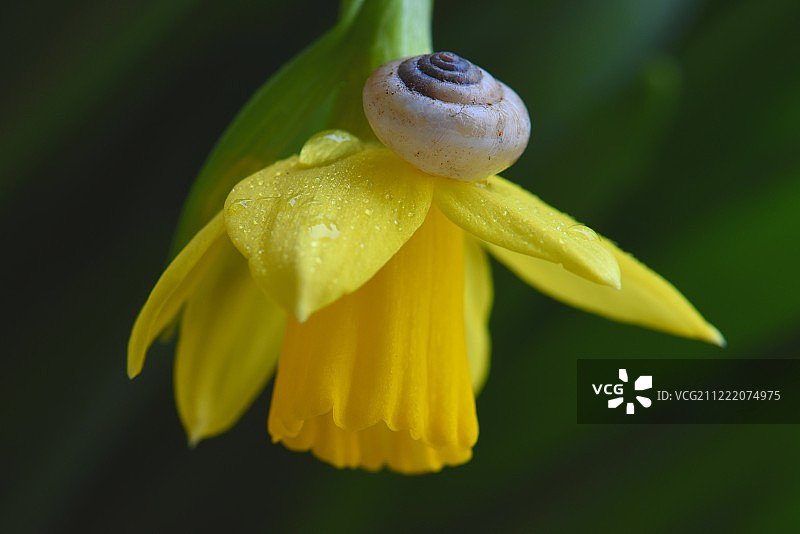 黄色水仙花图片素材