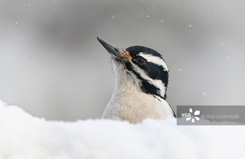 渐入佳境图片素材