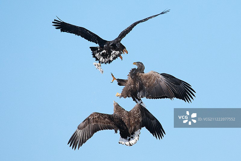 为生存而奋斗图片素材
