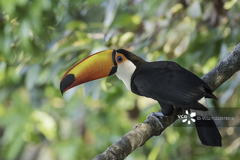 体罚巨嘴鸟图片素材