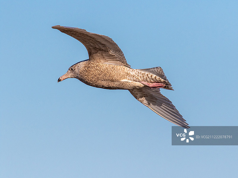 灰 голубой 鸥图片素材