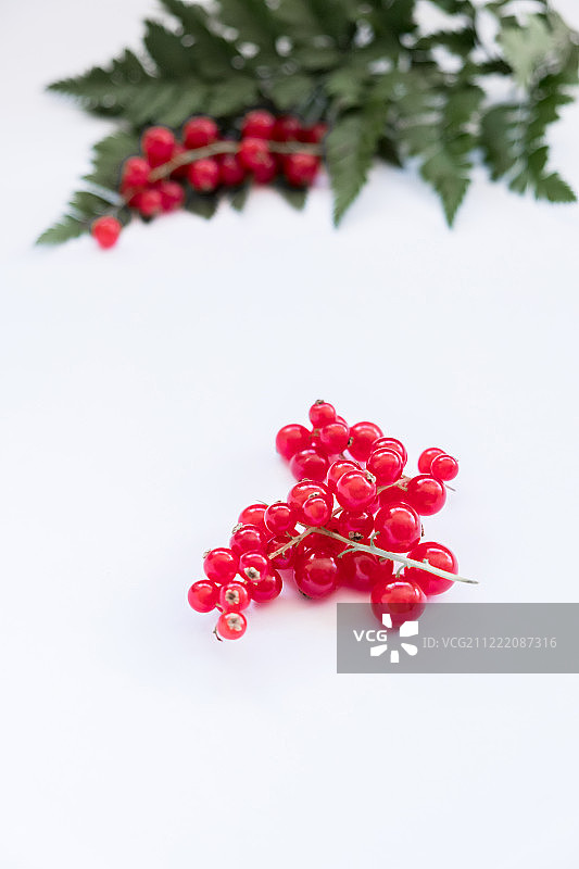 红色浆果和蕨类植物图片素材