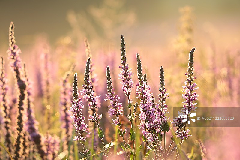 千屈菜图片素材