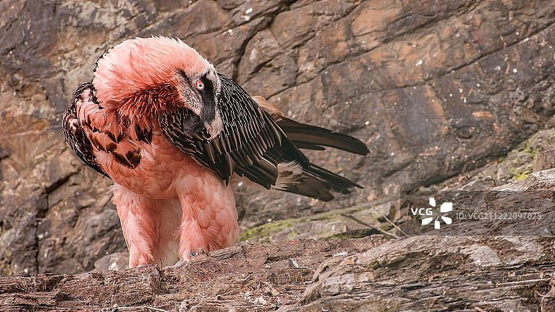 胡兀鹫图片素材
