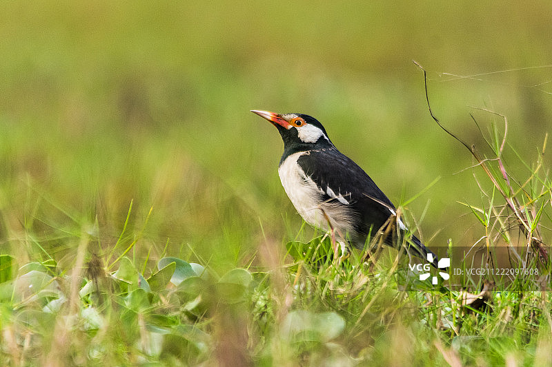 亚洲八哥图片素材