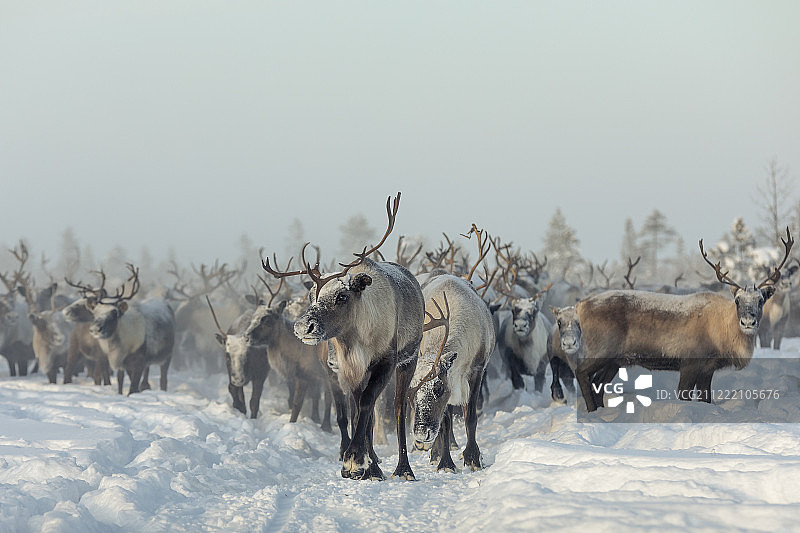 驯鹿图片素材