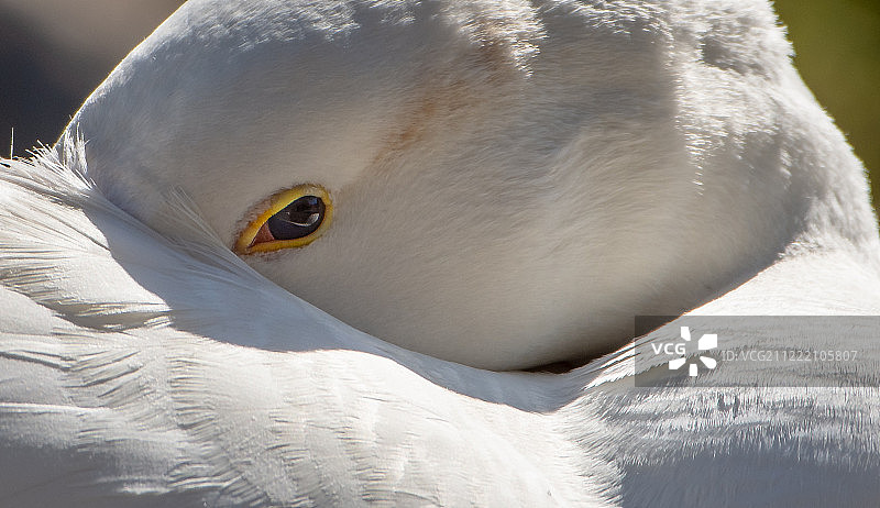 眼神对抗图片素材