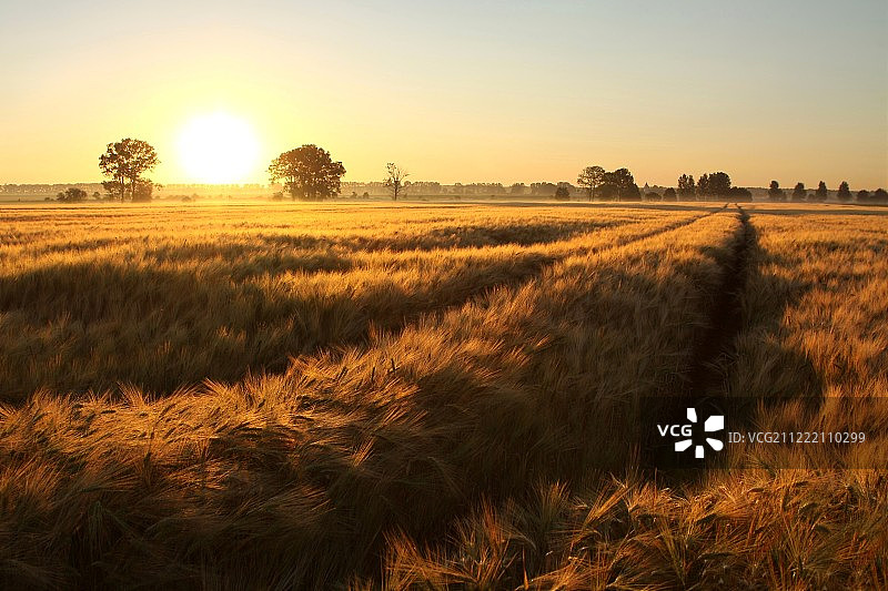 田野上的日出图片素材