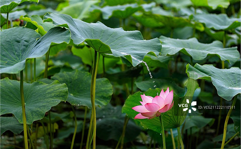 雨后荷花承甘露图片素材