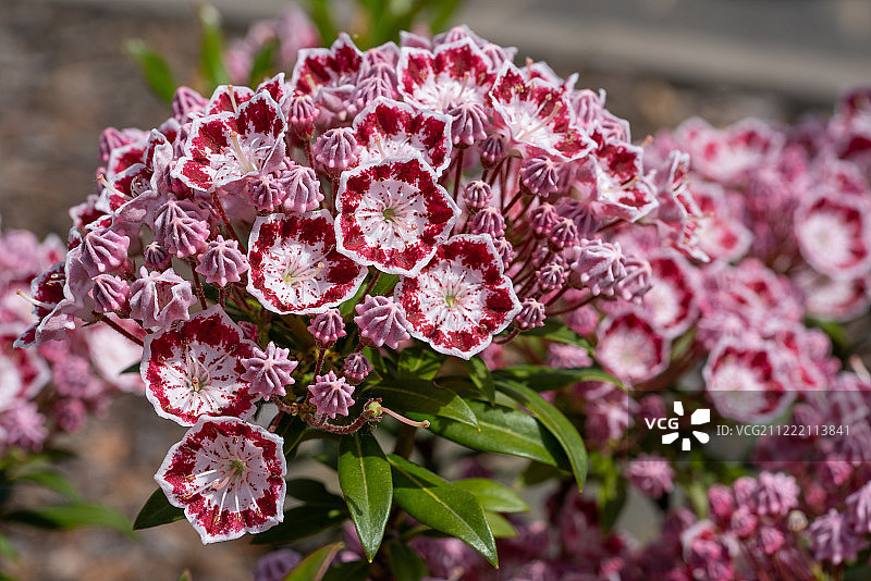 北美山月桂图片素材