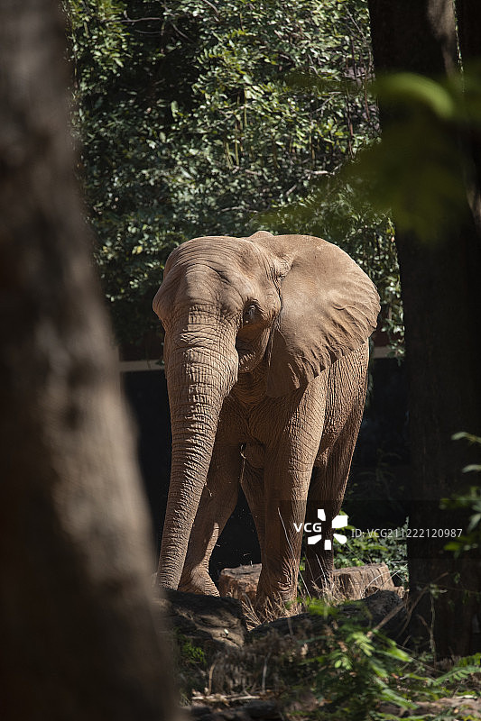 动物园里的非洲象图片素材